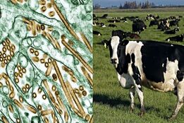 تایید ابتلای یک گله گاو شیری جدید در آمریکا به آنفلوانزای پرندگان؛ سرریز جدید از حیات‌وحش