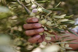 تجربه آموزنده تولیدکنندگان روغن زیتون کالیفرنیا با کشاورزی احیاکننده