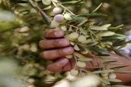 تجربه آموزنده تولیدکنندگان روغن زیتون کالیفرنیا با کشاورزی احیاکننده