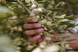 تجربه آموزنده تولیدکنندگان روغن زیتون کالیفرنیا با کشاورزی احیاکننده