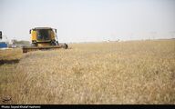 آمادگی 500 هزار میلیارد تومانی برای خرید تضمینی گندم در 1405