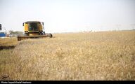 آمادگی 500 هزار میلیارد تومانی برای خرید تضمینی گندم در 1405