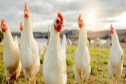 مرغ‌های تخمگذار سوئد بدون قفس شدند! –  پیروزی تاریخی پروژه ۱۸۸۲ 